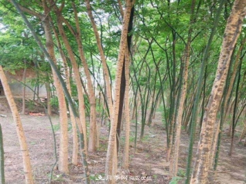 苗木市场是否真的进入寒冬？农户地里的树苗真的只能烧柴火了？