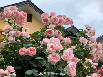 秋天养月季做好4方面，笋芽多开花旺