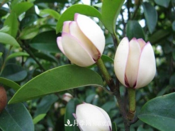 你所不了解的木兰科植物，含笑，鹅掌楸，木莲