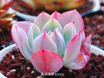 10月养多肉，记住16字“诀窍”，美出“新高度”