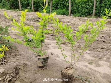 走进紫叶水蜡孪生兄弟——金叶水蜡的世界