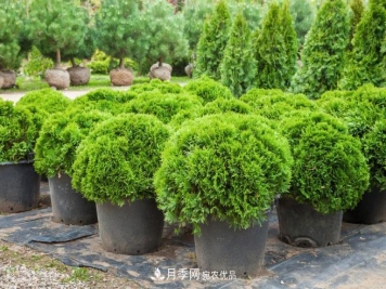 几款常见的园林景观苗木，配置在景观中很漂亮