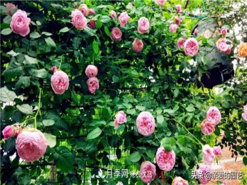 这样养殖月季，开花多多，不懂的朋友可以来看看讲解