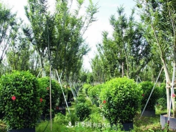 苗木容器苗比地栽苗、裸根苗、假植苗有哪些优势？