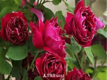月季花的养殖要点