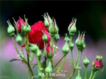 月季秋天如何养护？要“修”又要“防”，两手抓才能长势良好