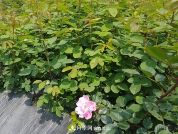 养殖月季，选用一个靠谱方法，爆笋不停