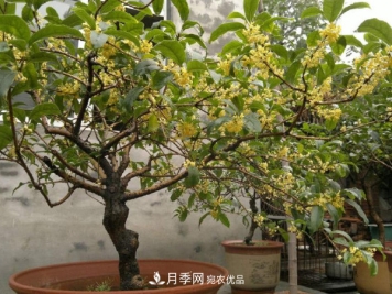 养护盆栽桂花，4方面做到位，9月到11月开花更多更香