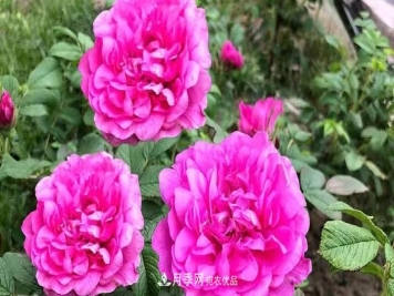 花卉名称的由来