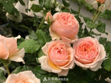 快要开花的月季花，一把肥回到了解放前，随意施肥有风险