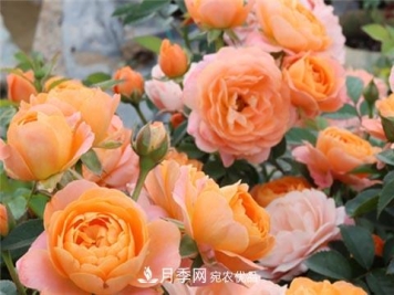 月季不会修剪？3种情况不要乱剪，一剪就没