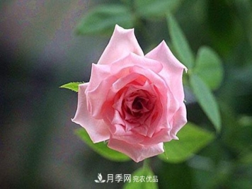 不香的月季没有灵魂，适合阳台的浓香微月，一朵满室生香