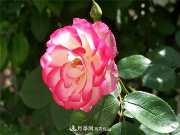 为什么要把月季的花苞都掐掉，修剪搭配施肥，10月有惊喜