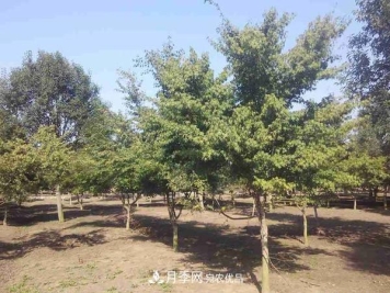 移栽苗木大树，记住这几点，成活率翻倍