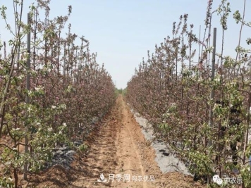 小树要造形，结果大树要因树修剪随树造形