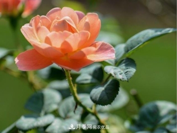 九月份养月季注重3个步骤，掌握到手开花次数多