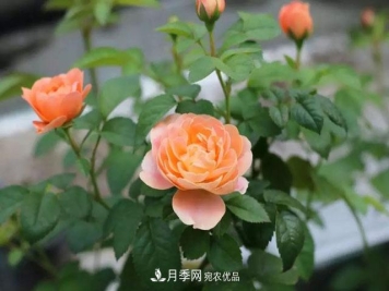 耐看的10种月季推荐：非常养眼，你养过几种