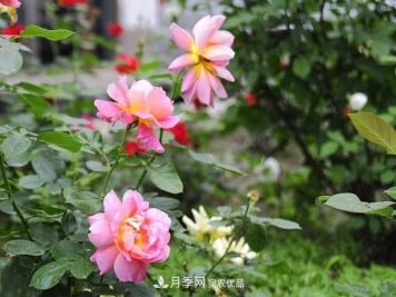月季花为什么只长枝条不开花？如何让月季爆笋？