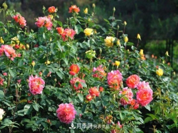 藤本月季小苗如何移栽？如何修剪？
