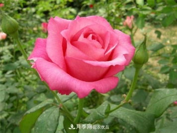 四季红月季的培栽技术