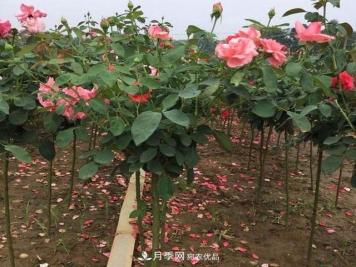 怎么让月季幼树提早结花