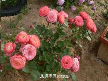 月季地栽这么做，长的比别人家的快10倍
