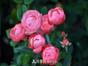 月季花苞一直打不开，5个原因在这！
