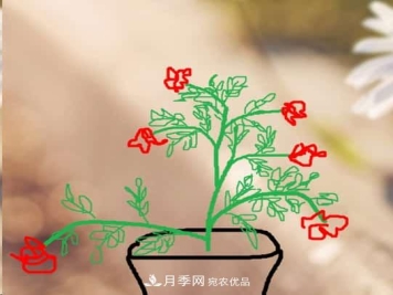 藤本月季小苗修剪方法，花友学会了吗！