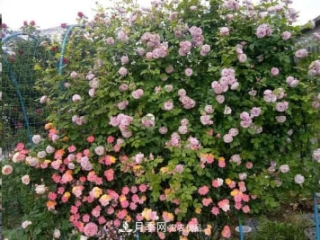 藤本月季牵引技巧！轻松打造月季花墙