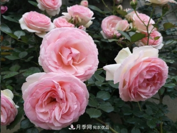 月季入秋养护做到这3点，开花大又多！