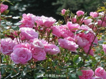 移栽地栽月季花的养殖方法