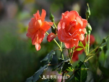 月季花很漂亮，但选购的时候认准这7个方法