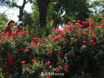 北京植物园10万株月季迎花期