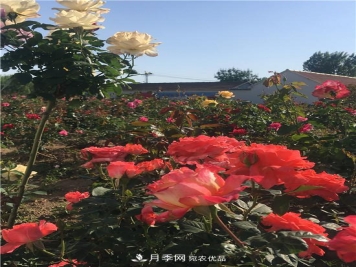 大美乡村游，走进山东潍坊柳林月季园