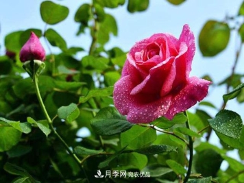 月季冬天养护有哪些注意事项
