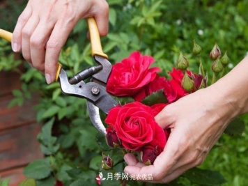 南阳月季整枝修剪技术要点是什么？