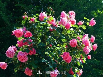 南阳月季批发基地冬季抽条应该怎么做？
