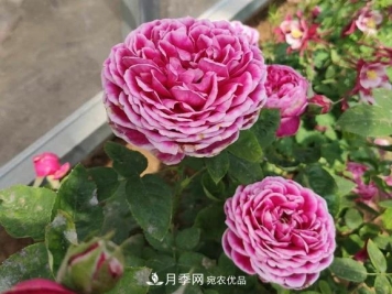 秋季无论地栽还是盆栽月季，一定要多施肥，明年才能花开不停