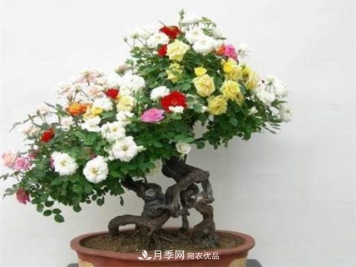 树桩盆景月季四季施肥三要点