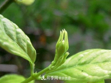 月季叶子卷曲没有虫，是什么原因