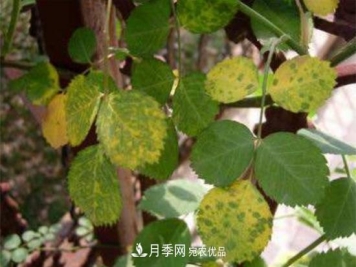月季黄叶的4大原因