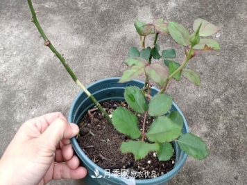 月季插条生根新方法