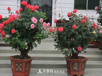 新买的月季花怎么盆栽，4个步骤养出娇嫩美艳的月季花