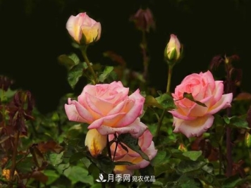双膜掩盖月季定植后的办理