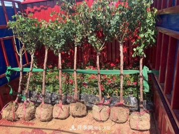 南阳树状月季售往西安