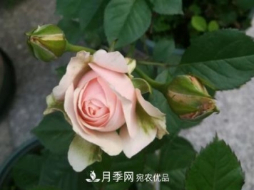 月季小叶病的防治方法