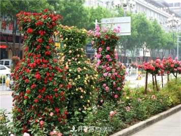 藤本造型月季有哪几种？8种潮流绿化造型超级火