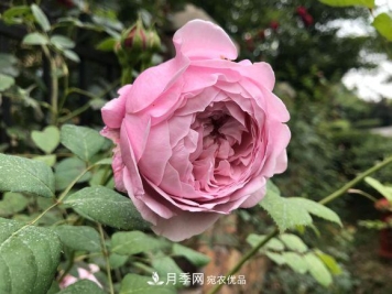 新买回来的月季小苗怎么处理？不要修剪