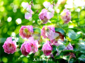 秋天种月季要注意四个问题，否则难养好