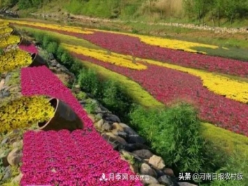 河南省汝阳县付店镇“伏牛山第一届高山菊花节”精彩亮相